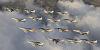 Click image for larger version

Name:	HARRIER final flight at RAF Cottesmore Rutland England  16 DEC. 2010..jpg
Views:	723
Size:	82.9 KB
ID:	10797