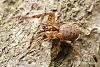 Click image for larger version

Name:	cave-spider-1753.jpg
Views:	203
Size:	56.3 KB
ID:	8867