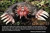 Click image for larger version

Name:	star-nosed mole.jpg
Views:	106
Size:	58.0 KB
ID:	8892